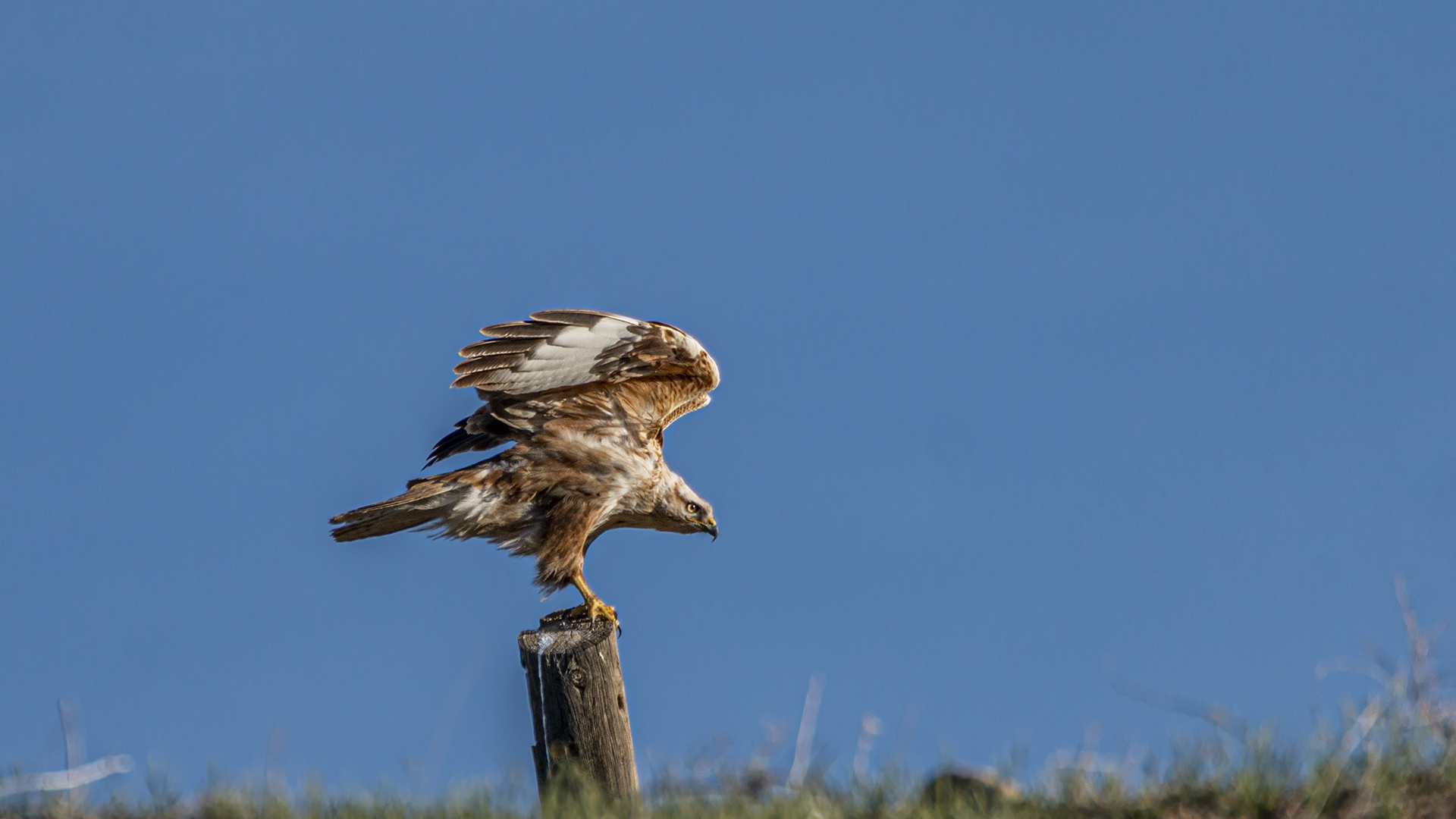 Long-legged Buzzard